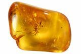 Detailed Fossil Spider (Aranea) In Baltic Amber #87203-1